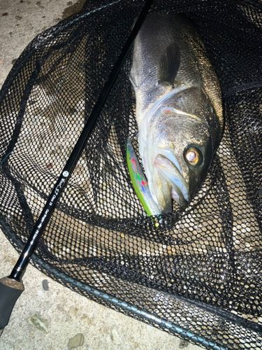 フッコ（マルスズキ）