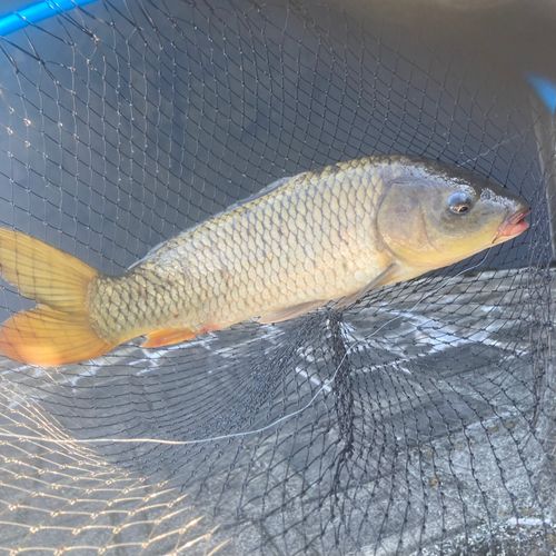 コイの釣果
