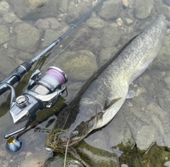 ナマズの釣果