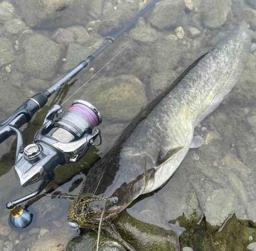 ナマズの釣果