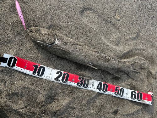 アメマスの釣果