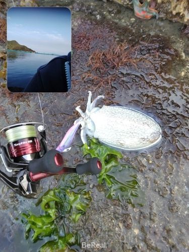 シリヤケイカの釣果