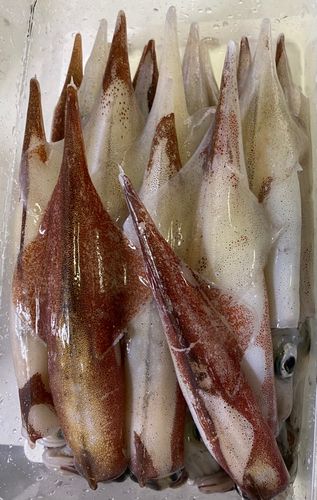 ヤリイカの釣果