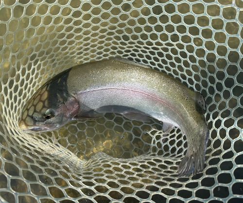 ニジマスの釣果