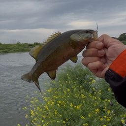 スモールマウスバス