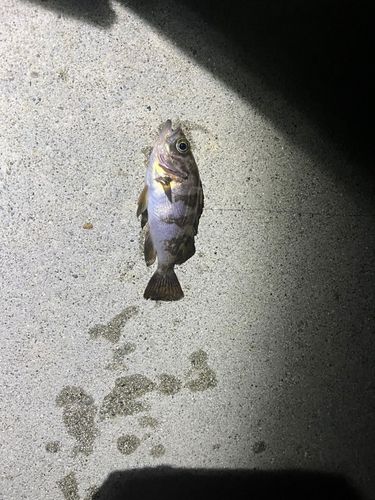 メバルの釣果