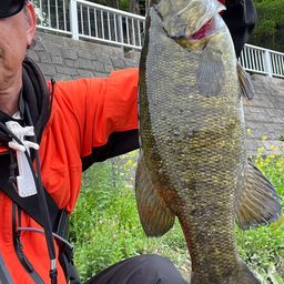 スモールマウスバス