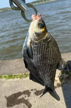 ダントウボウの釣果