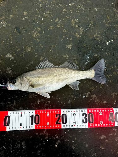 セイゴ（マルスズキ）の釣果