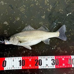 セイゴ（マルスズキ）