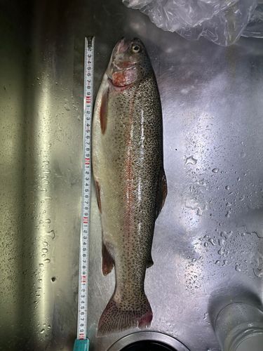 ニジマスの釣果