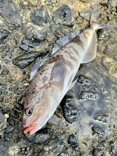 ホッケの釣果