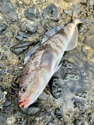 ホッケの釣果