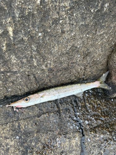 タイワンカマスの釣果
