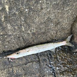 タイワンカマス