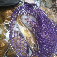 イワナの釣果