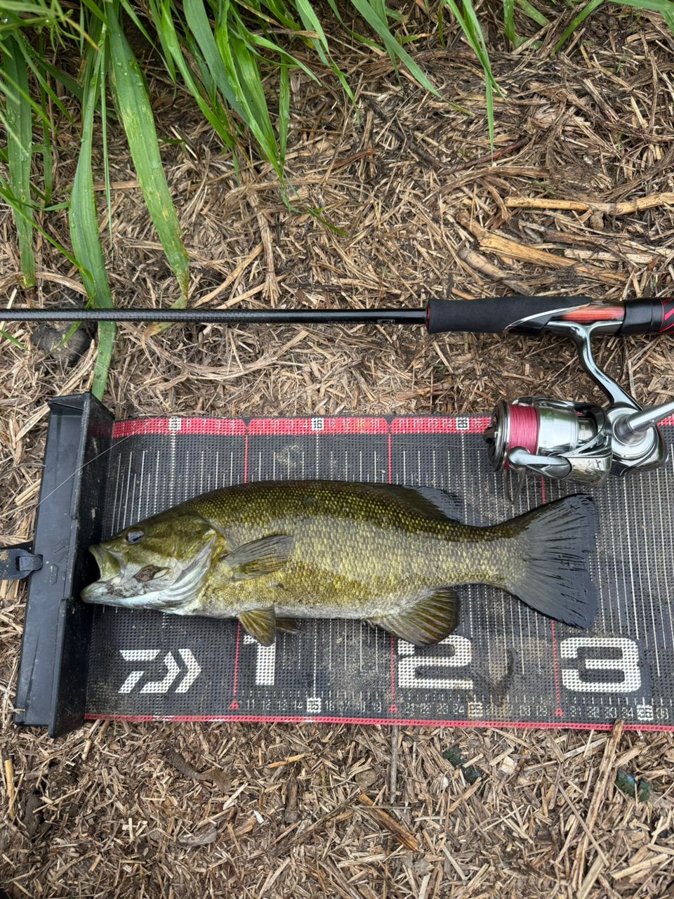 スモールマウスバス