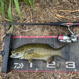 スモールマウスバス