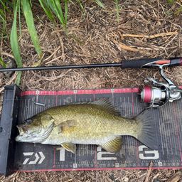 スモールマウスバス