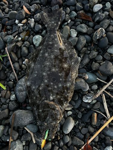 ヒラメの釣果