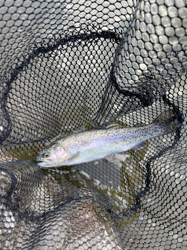 ニジマスの釣果