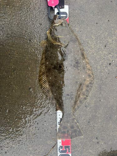 ヒラメの釣果
