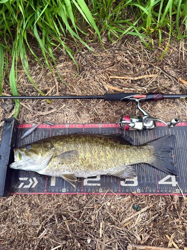 スモールマウスバスの釣果
