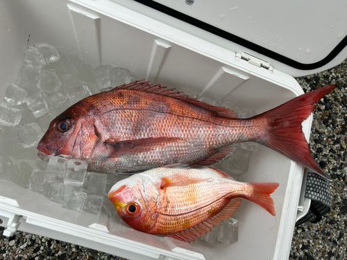 マダイの釣果
