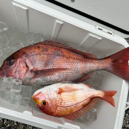マダイ