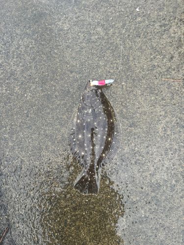 ヒラメの釣果