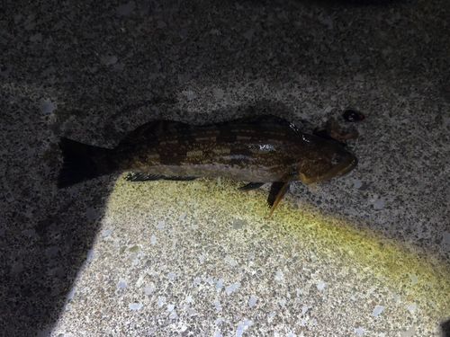 アイナメの釣果