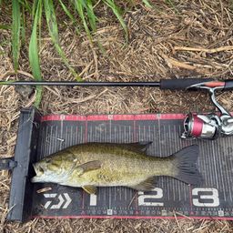 スモールマウスバス