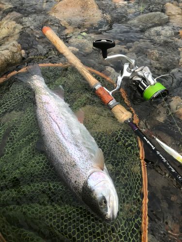 ニジマスの釣果