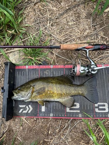 スモールマウスバスの釣果