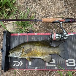 スモールマウスバス