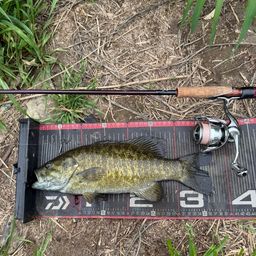 スモールマウスバス