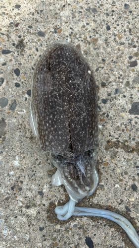 シリヤケイカの釣果