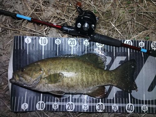 スモールマウスバスの釣果