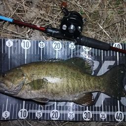 スモールマウスバス