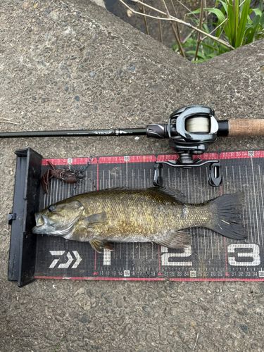 スモールマウスバスの釣果