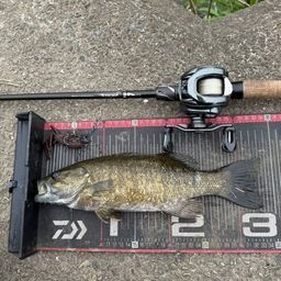 スモールマウスバス