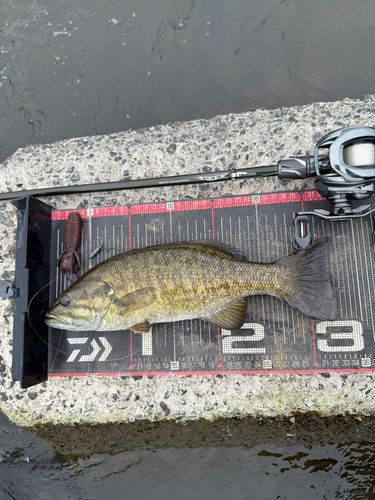 スモールマウスバスの釣果