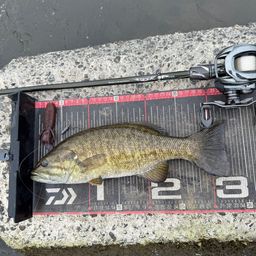 スモールマウスバス