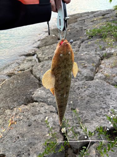 ミナミマゴチの釣果