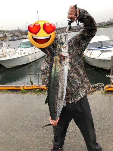 サワラの釣果