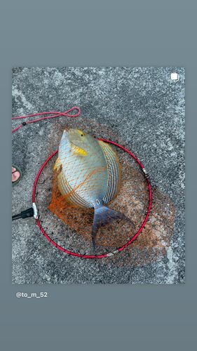 トカジャーの釣果