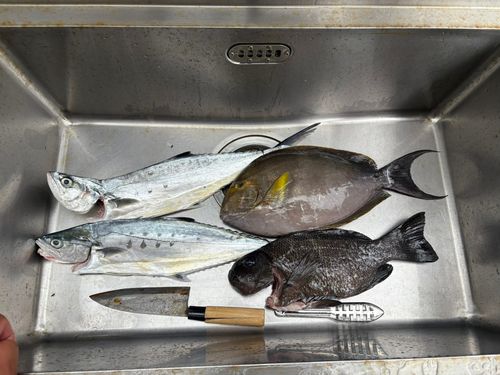 トカジャーの釣果