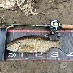 スモールマウスバス