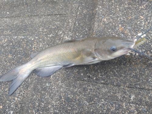 アメリカナマズの釣果