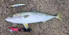 メジロの釣果